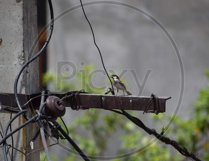 sparrow 1