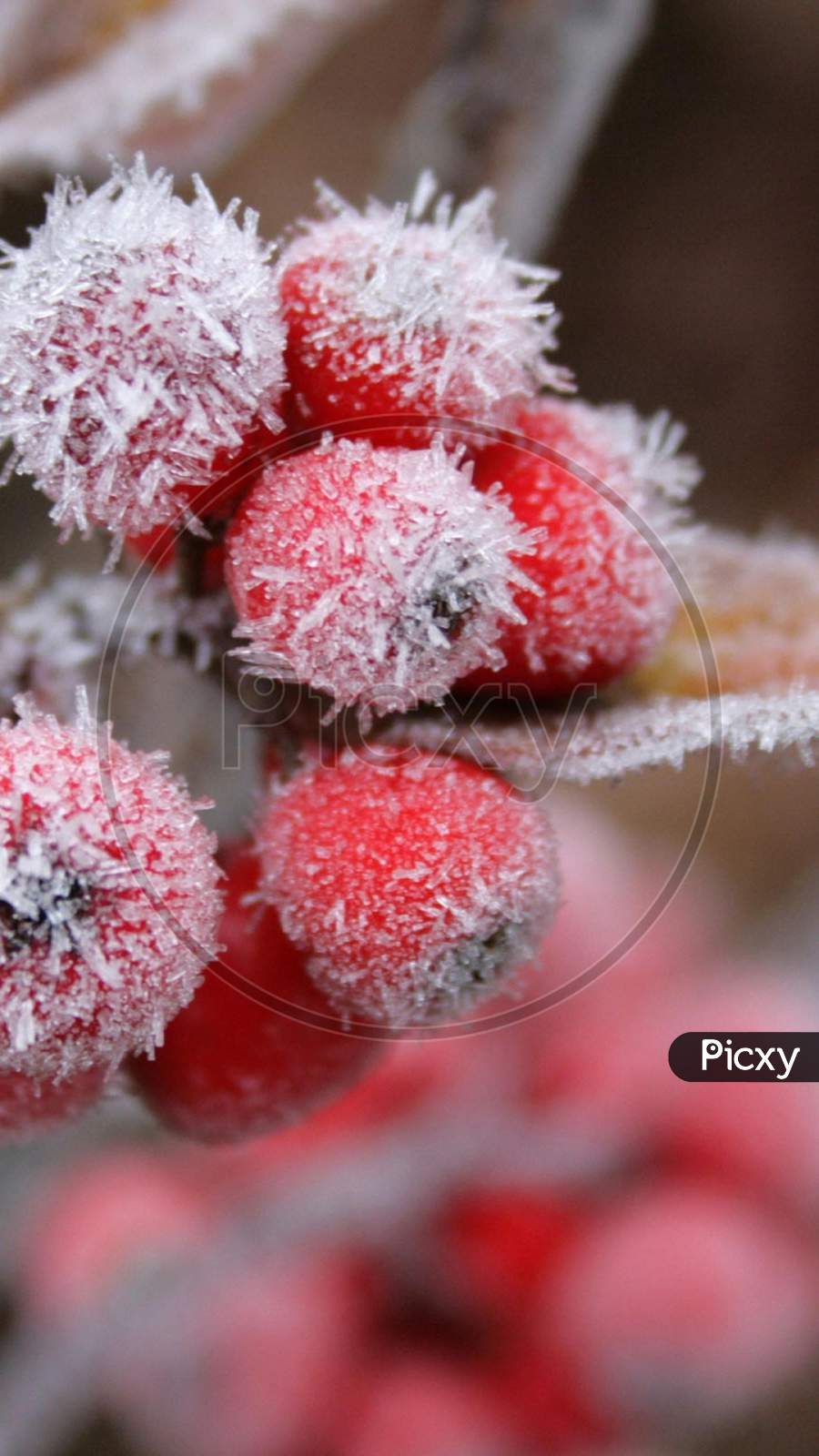 red fruit freezing Macro Photography