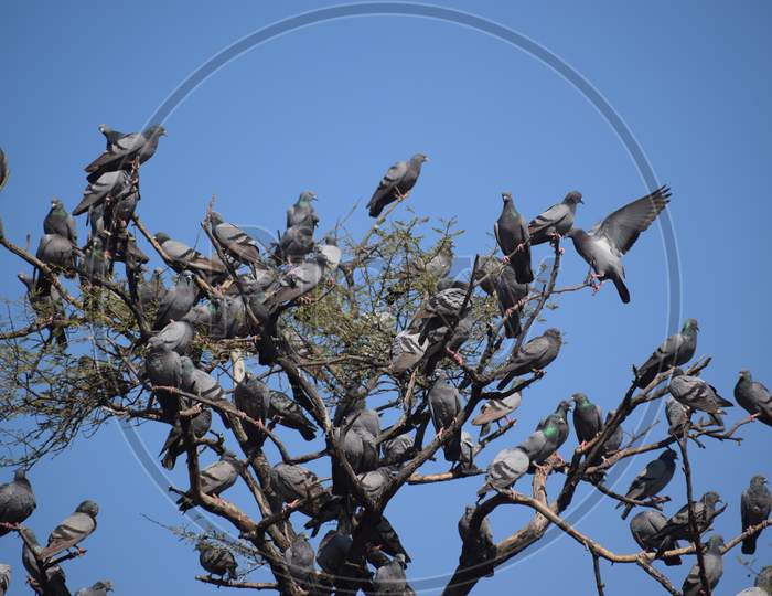 pigeon on tree