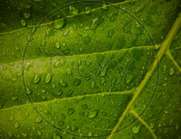 Nature leaf image