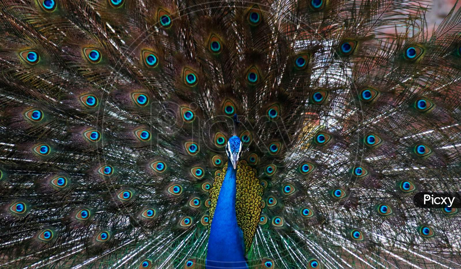 Indian Peacock close up
