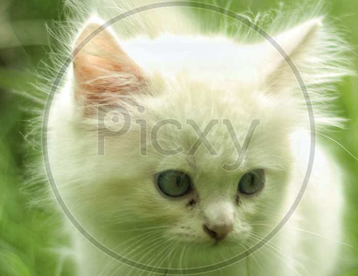 Persian cat kitten in grass garden