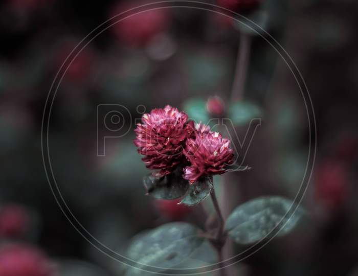 Wildflower Macro photography