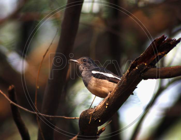 A bird sitting on branch, close up
