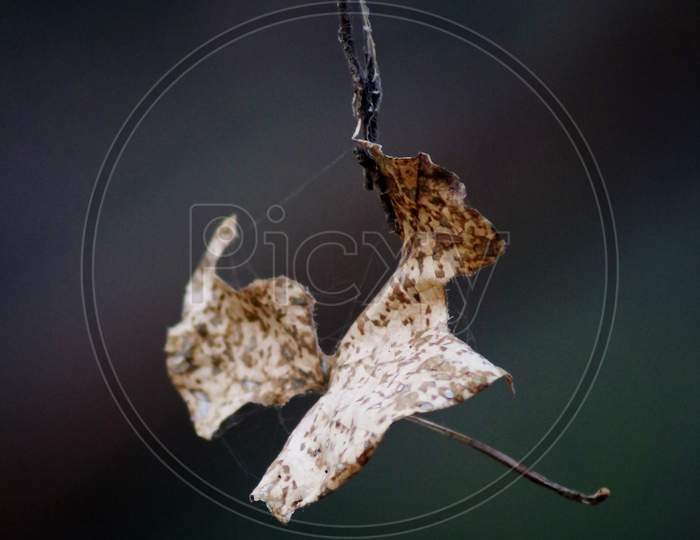 A hanging leaf, close up