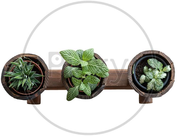 Top View Of A Wooden Plants Display