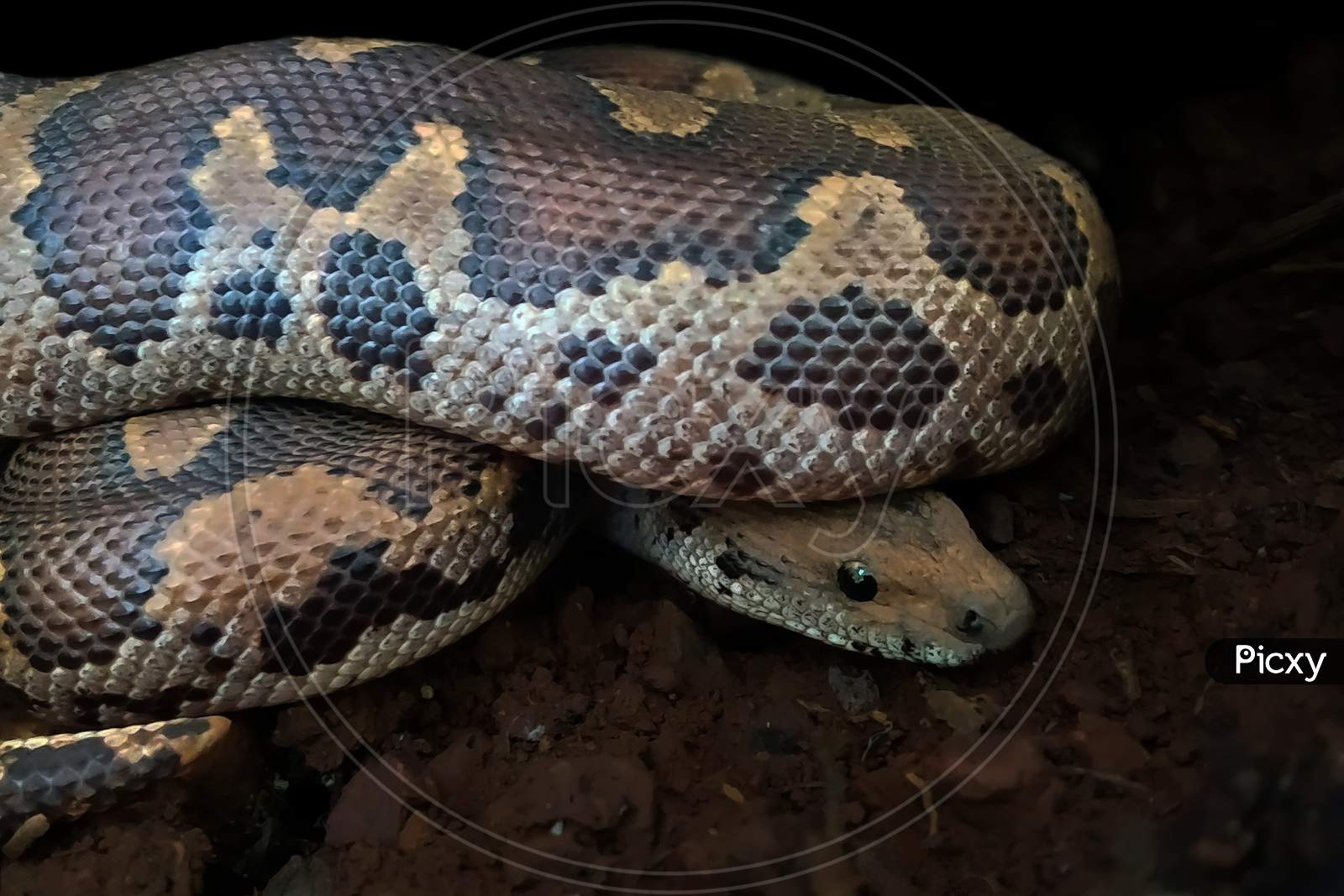 Common Sand boa snake