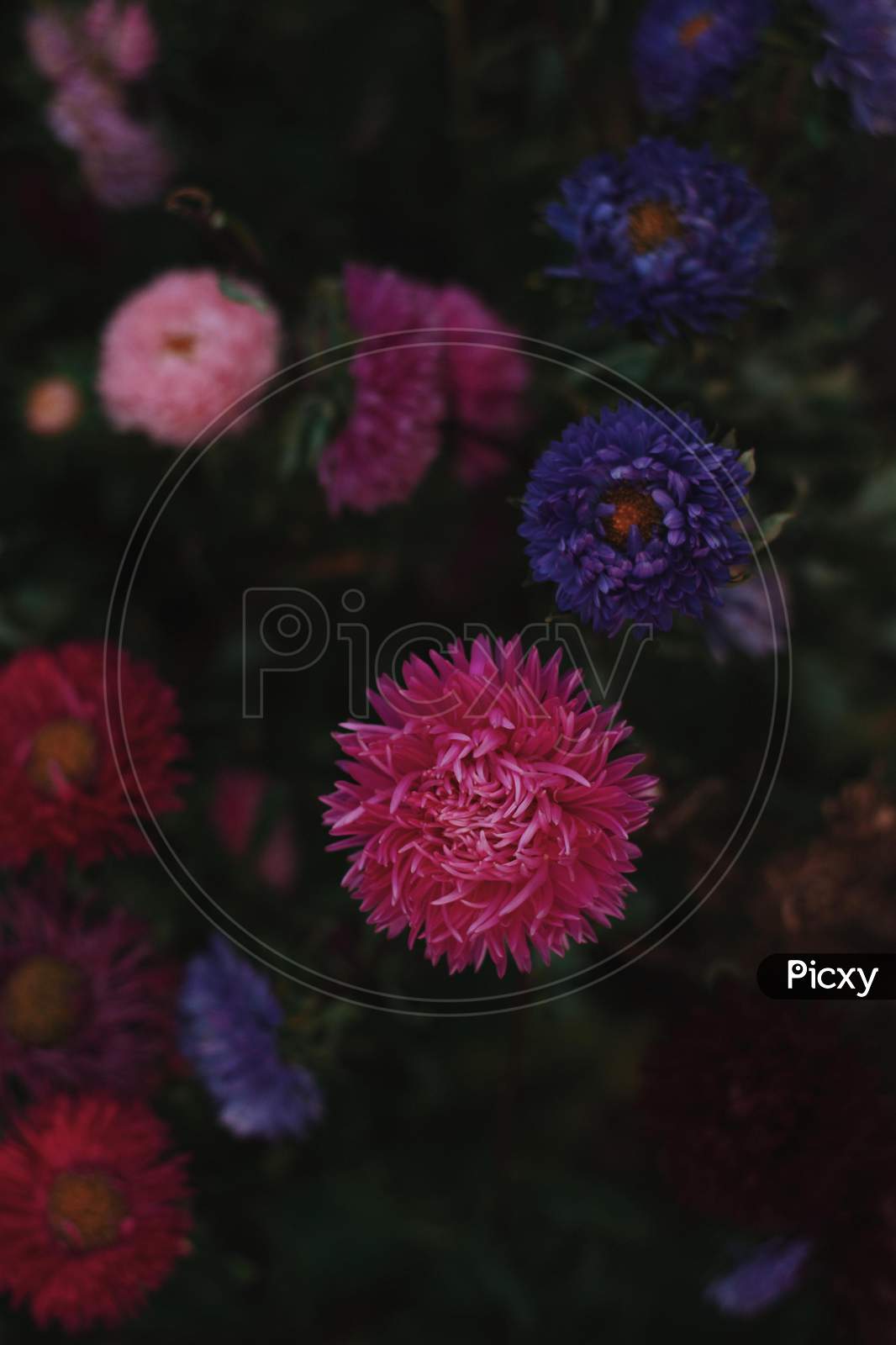 floral design flower Macro Photography