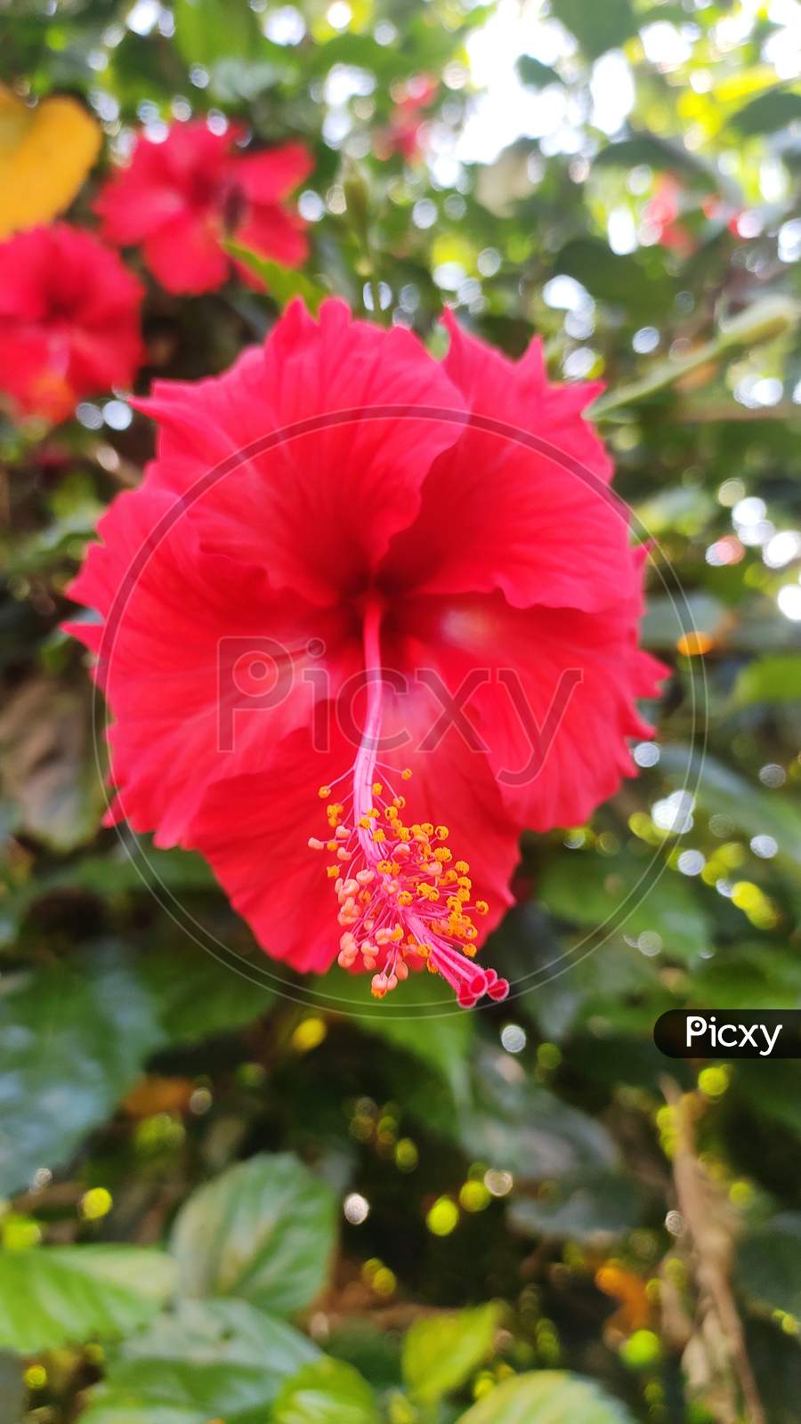 Red Hibiscus flower with pollen grains
