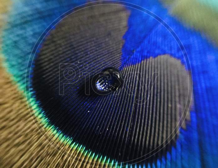 Peacock feather image