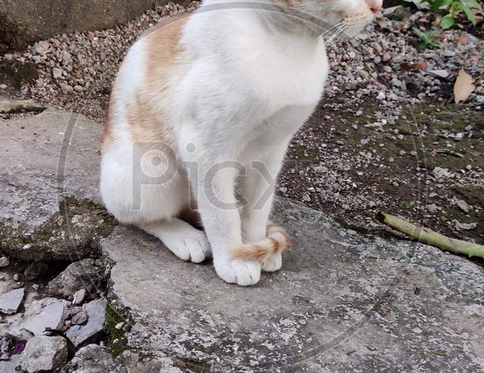 White colour cat sitting on the rock