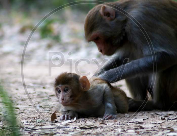 Mother monkey with baby mokey