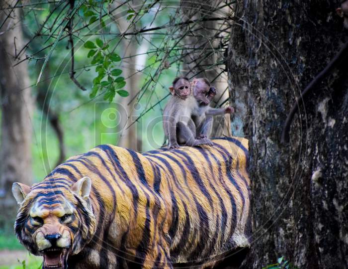 monkey on tiger