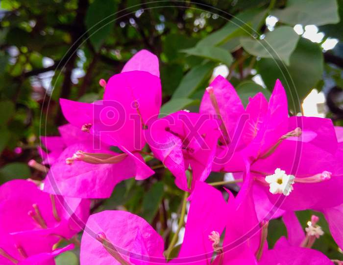 Beautiful pink flower. flower photo