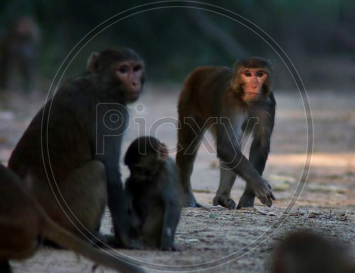 Monkey family,  waking close