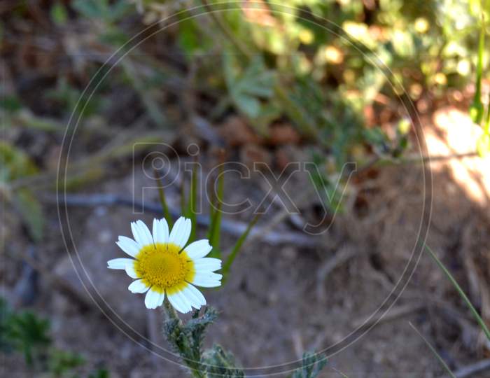 Small Daisy Flower