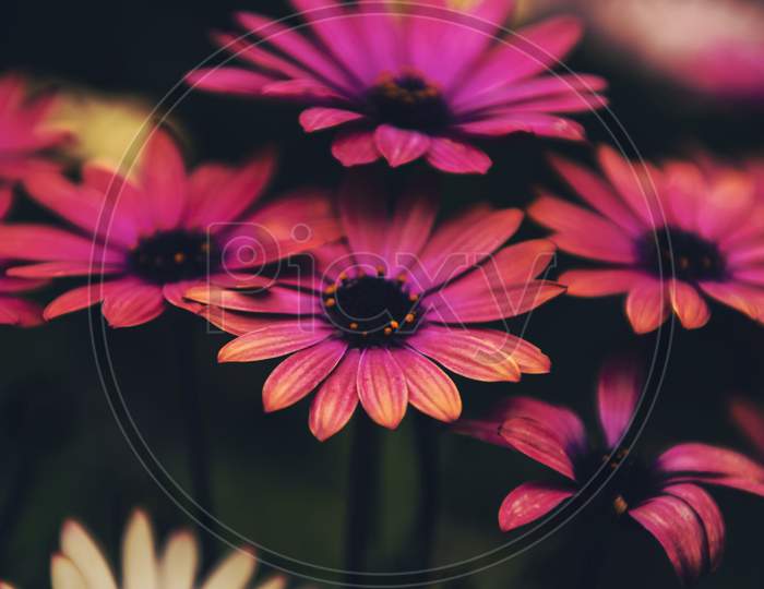 gazania flower Close up macro photography