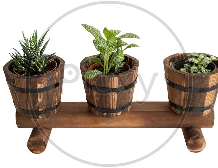Front View Of A Wooden Plants Display