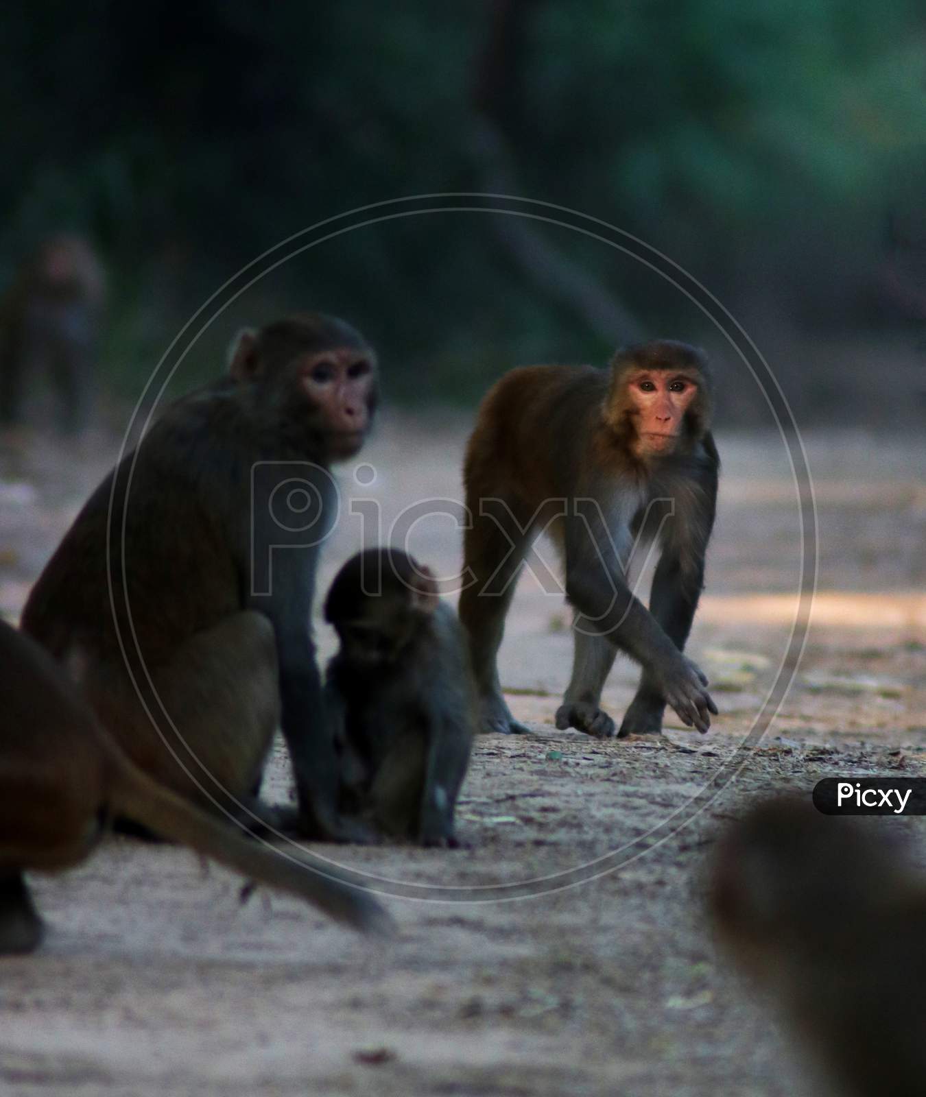 Monkey family,  waking close
