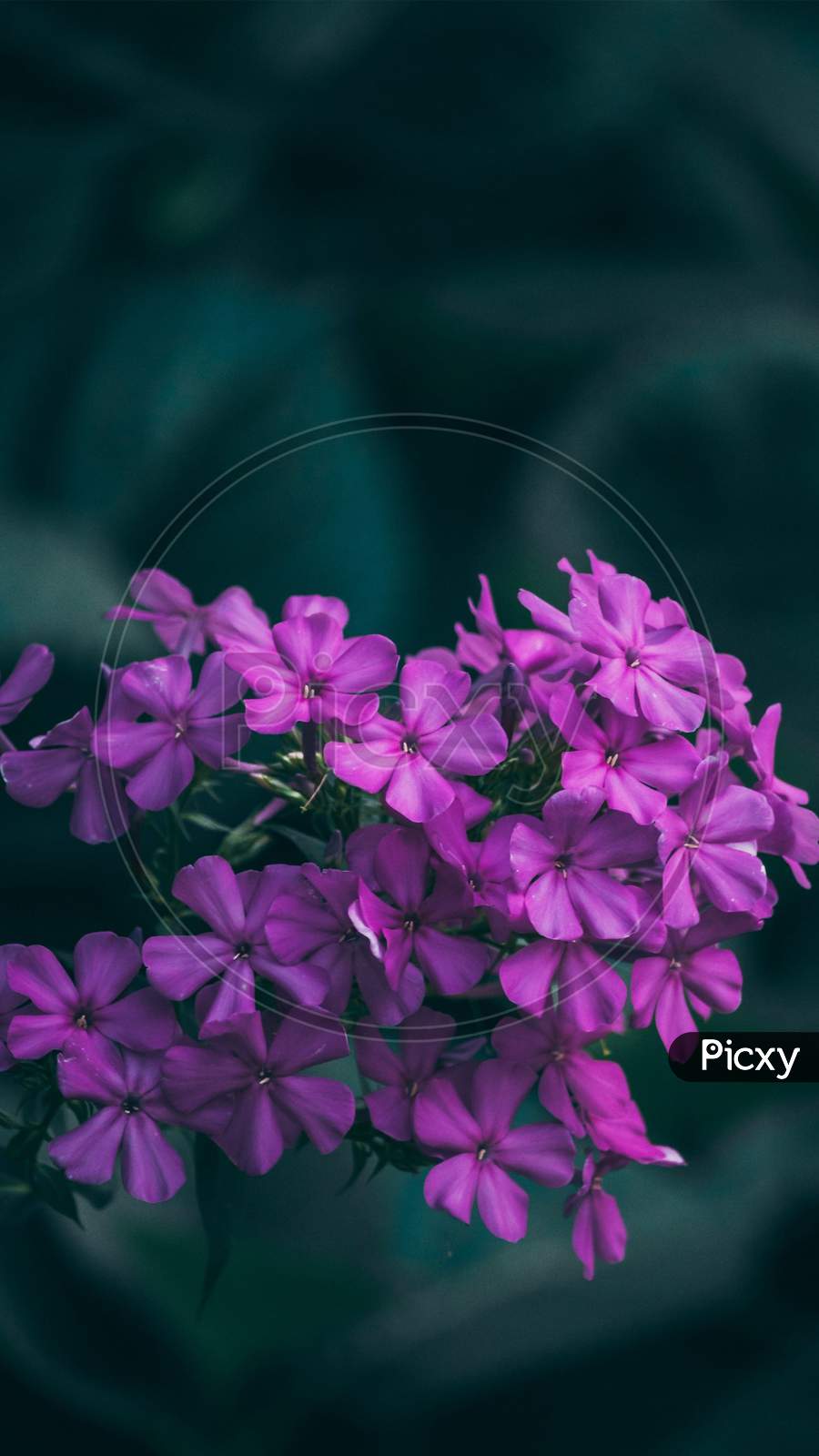 purple flower Macro Photography