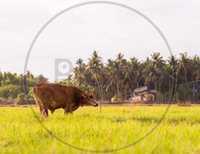 A Jersey cow grazing in the field in a natural background with copy space. Farming and animal husbandry for marketing of milk products