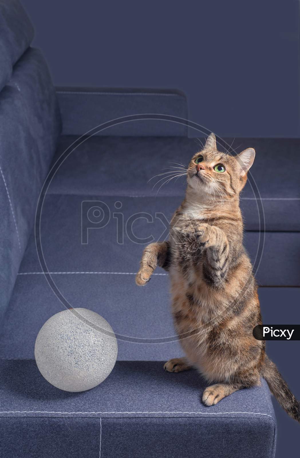 A tabby domestic cat with green eyes and a white ball on a grey background