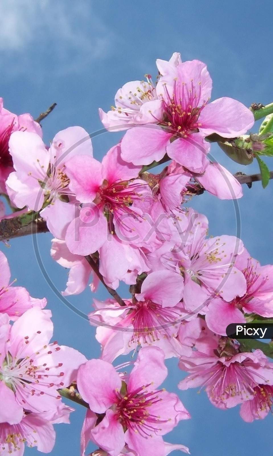 cherry blossom flower Portrait