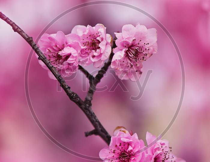 cherry blossom flower Portrait
