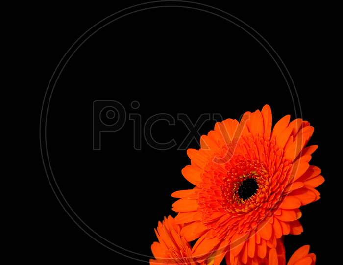 English marigold flower Portrait