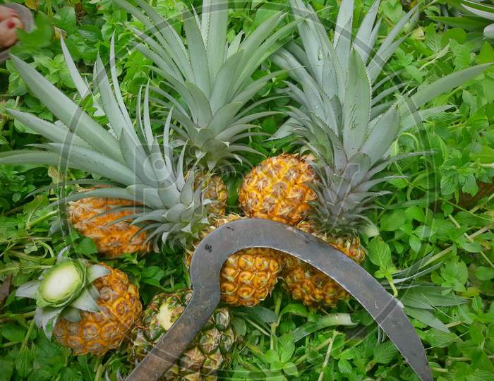 fresh ripe pineapples in green background