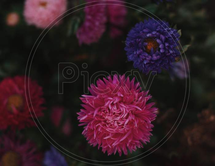 floral design flower Macro Photography