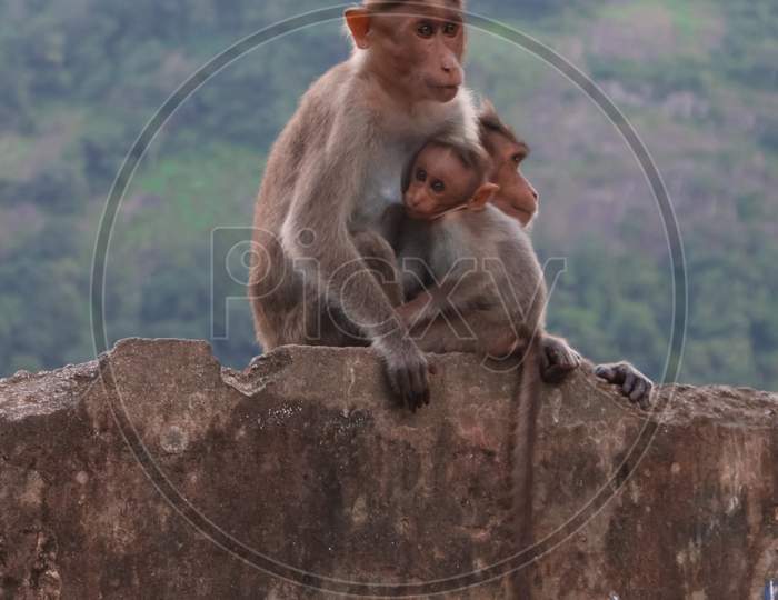 Mother monkey giving milk to baby