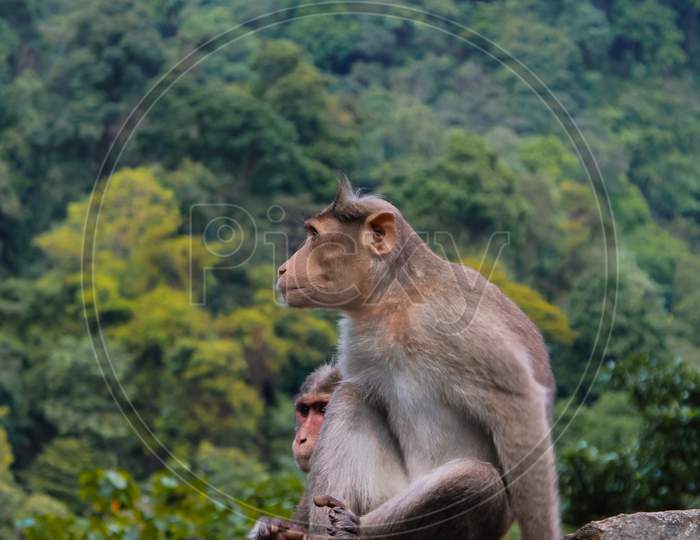 A monkey sitting on the side of the road