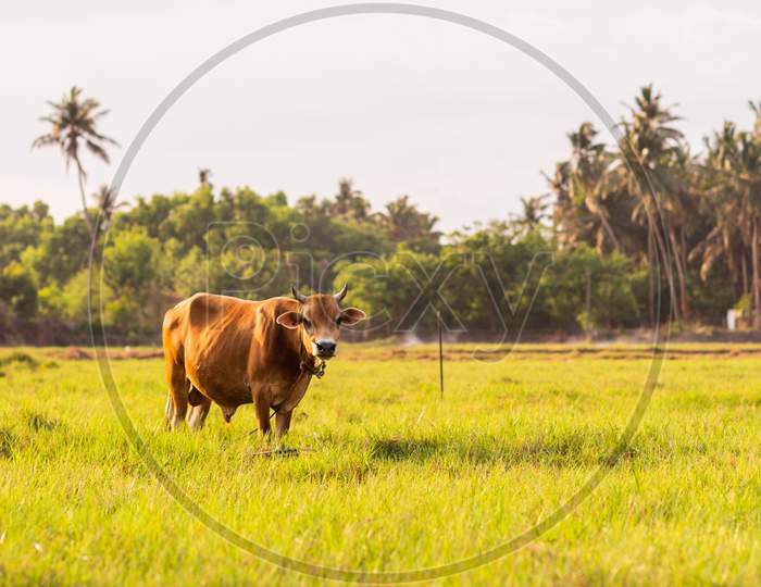 A Jersey cow grazing in the field in a natural background with copy space. Farming and animal husbandry for marketing of milk products