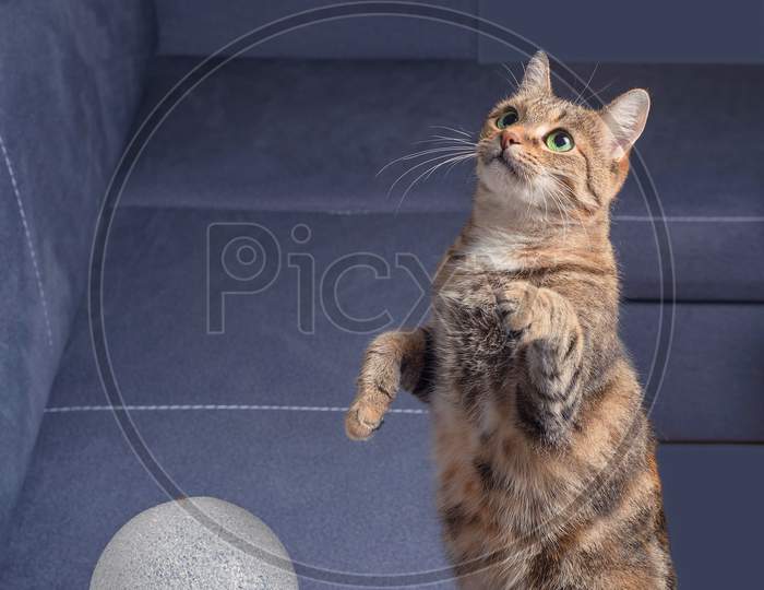 A tabby domestic cat with green eyes and a white ball on a grey background
