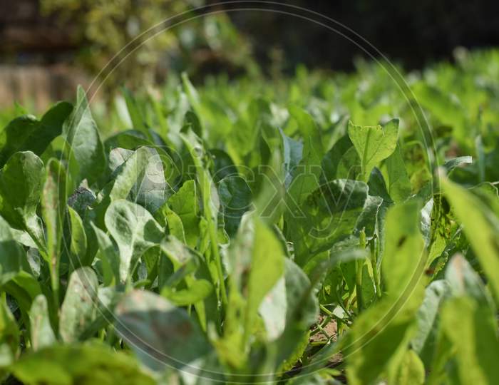 Spinach herb