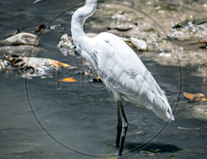 Isolated Image Of Little Egret Bird(Egretta Garzetta) In Open Water.