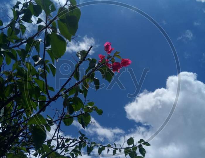 flower and sky