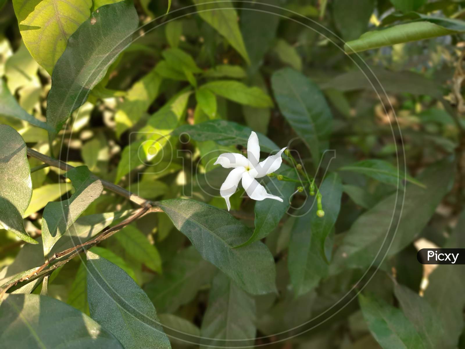 White Flower image in Garden,Flower tree ,Background Blur, Selective Focus