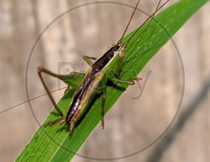 Grasshopper insect on leaf garden Grasshopper