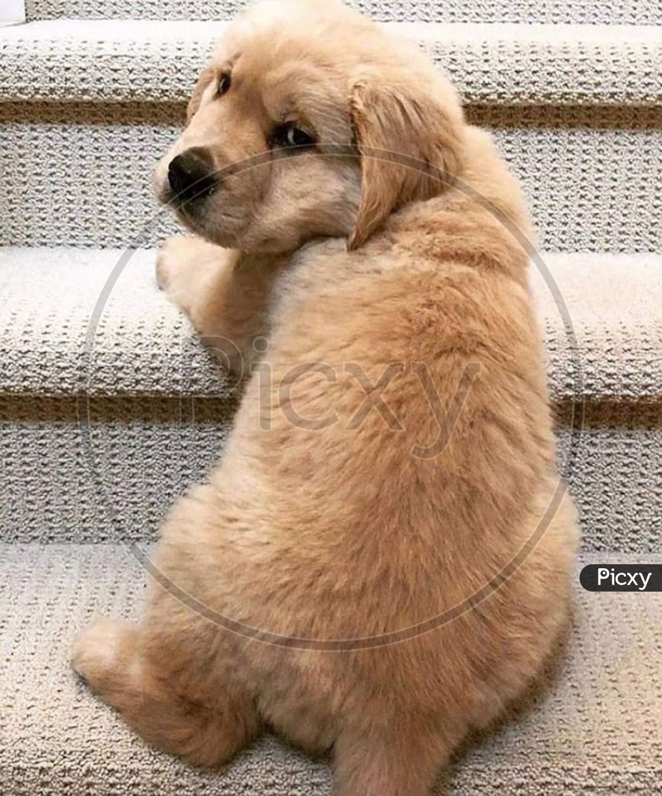 Cute puppy on stairs