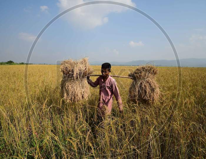 A farmer carries harvested rice paddy in a field  in Nagaon District of Assam  on Nov 18,2020.
