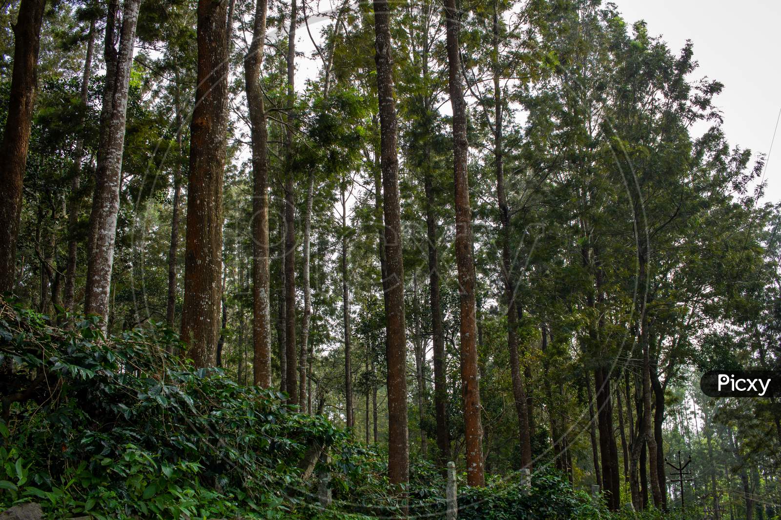 Scenic View Of The Trees Providing Shade To Coffee Plantations In Yercaud Hill Station, Tamil Nadu, India