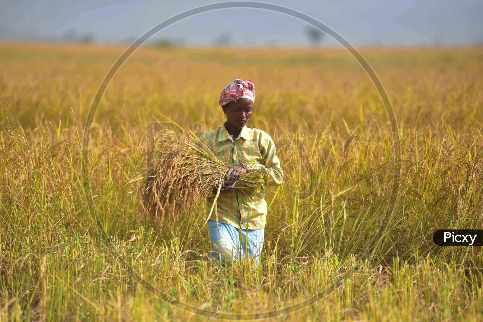 A woman farmer harvesting rice paddy in a field, at a village  in Nagaon District of Assam on Nov 18,2020