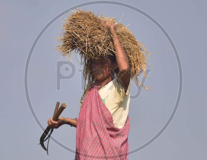 A Woman  carries harvested paddy at a village  in Nagaon District of Assam on Nov 19,2020.