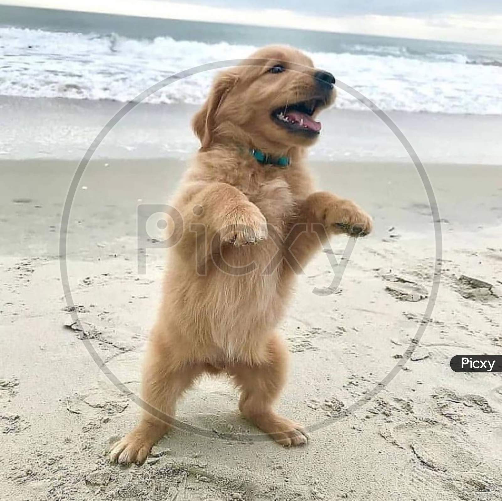 A standing dog in a beach