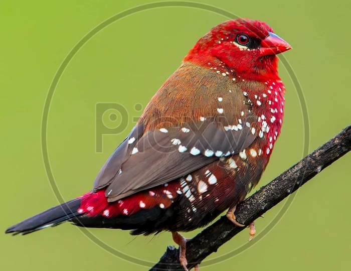 Cute Red avadavat bird