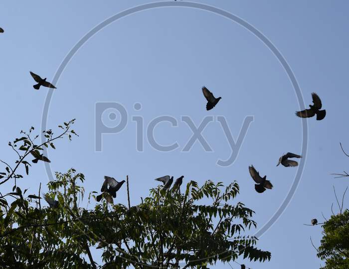 Indian pigeons