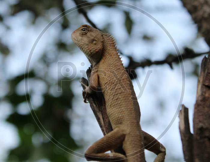 Oriental Garden Lizard, Sitting On The Tree With Blurred Background.