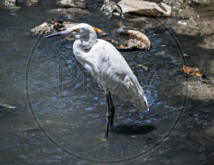Isolated Image Of Little Egret Bird(Egretta Garzetta) In Open Water.